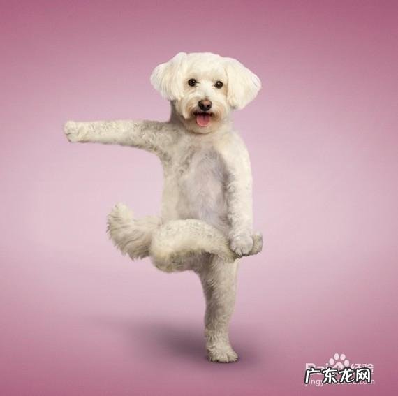 有没有什么可以减肥的瑜伽操?