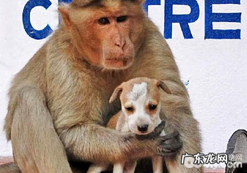 恰当的抱狗姿态让小狗与你更亲密接触