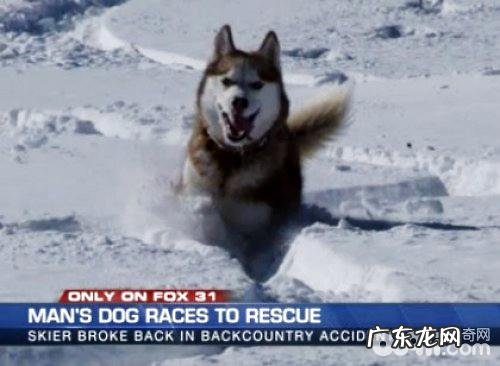 金毛也是有不二的一面