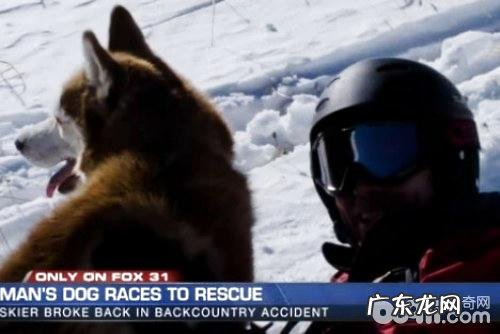 金毛也是有不二的一面