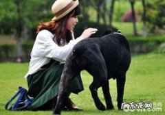 养宠物不仅便于身心健康，下列的养宠物益处你都知道吗？