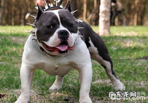 美国恶霸犬确实心惊胆寒吗?