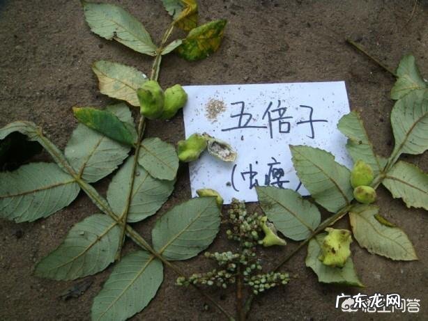 小儿脱肛是怎么回事?怎么zhi疗呢?