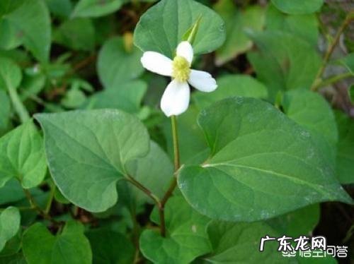 小儿脱肛是怎么回事?怎么zhi疗呢?