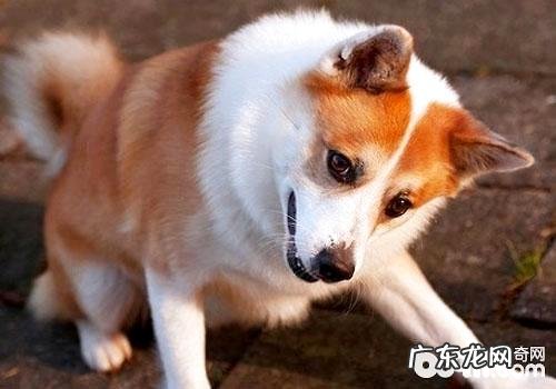 冰岛唯一的当地犬品种——冰岛牧羊犬