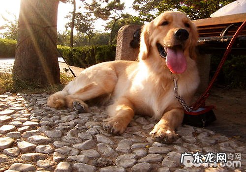 哪些人不宜养金毛？