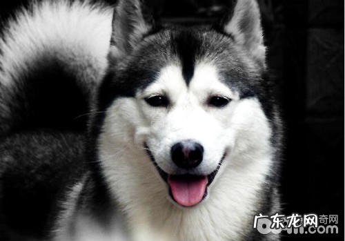 金毛仪表盘清理方式