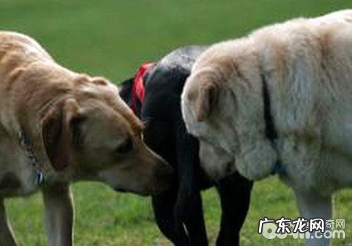 小狗闻菊识狗的本事是真是假?