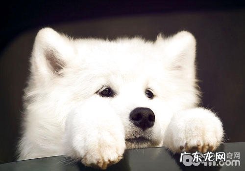 萨摩耶乱丢垃圾?让我来教你方式 吧