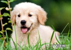 金毛怀了孕要注意什么？