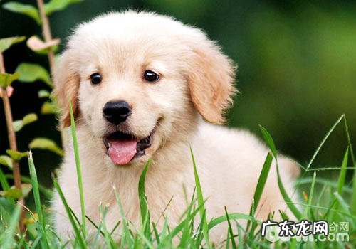 金毛怀了孕要注意什么?