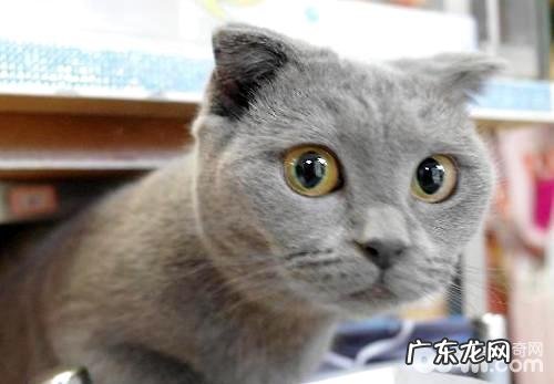 有关俄罗斯蓝猫你所不清楚的