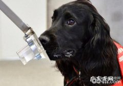 网络嗅探犬的工作中详细介绍