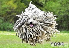 来源于奥地利的大中型拖布——可蒙犬