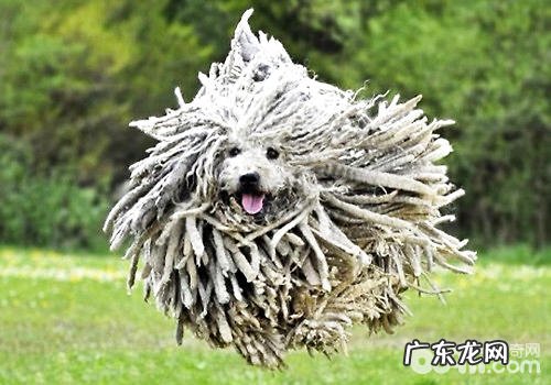 来源于奥地利的大中型拖布——可蒙犬