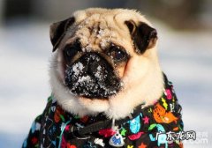 小狗特使——八哥犬的发源你清楚吗？