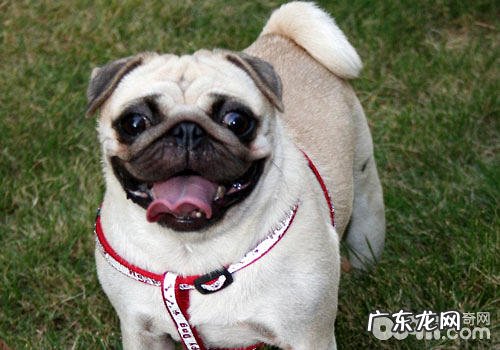 成年人的八哥犬该怎么喂养？