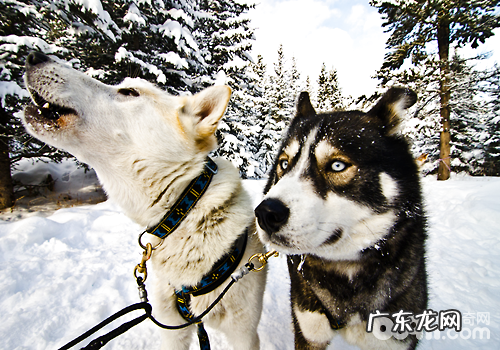除开雪橇三傻,此外六种不为人知的雪橇犬