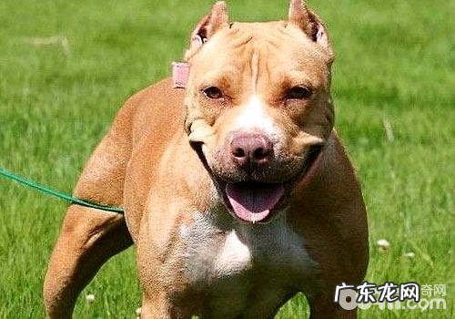 比特犬不害怕疼吗?