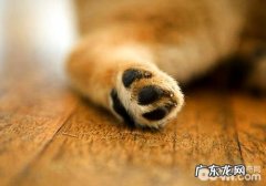 正确对待小狗的前爪