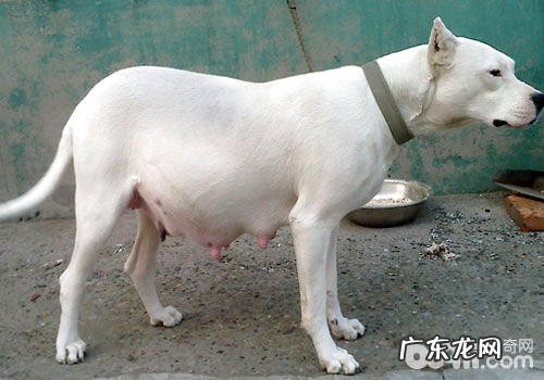 你了解杜高犬的发源吗？