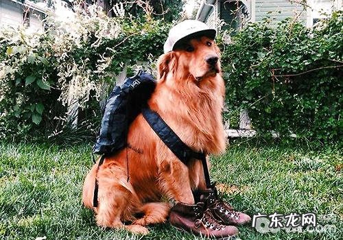 携带小狗旅游的常见问题