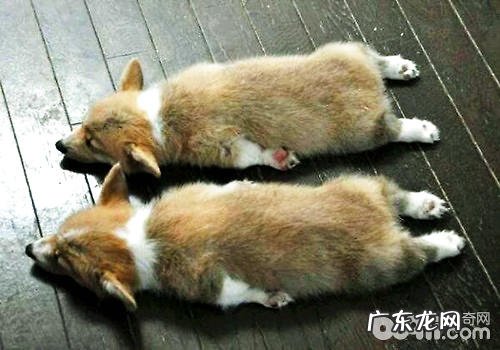 威尔士柯基为何要断尾？