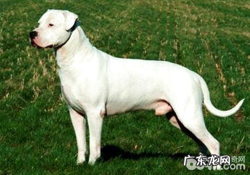杜高犬不要吃物品是怎么回事?