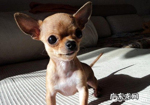 吉娃娃必须如何的生活环境?