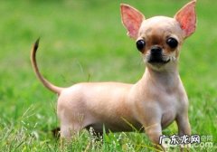 吉娃娃喂养不适合过胖