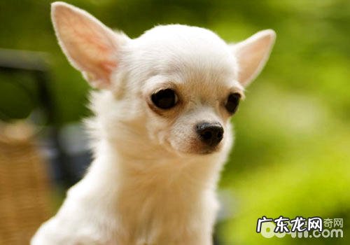 给吉娃娃修毛要注意什么?