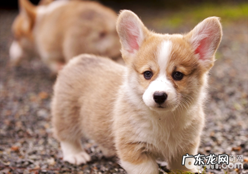 相关柯基的节日