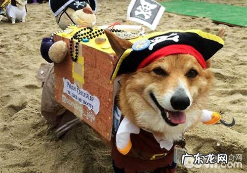 相关柯基的节日