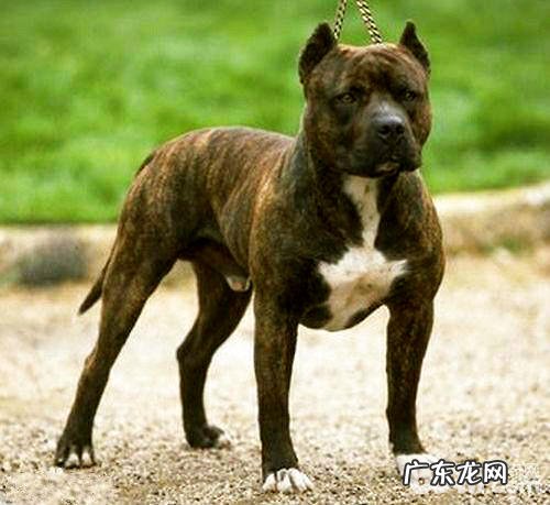 凶狠的比特犬，应不应该养