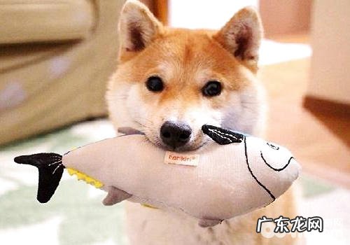 维持小狗的身心健康要给他们买零食哦