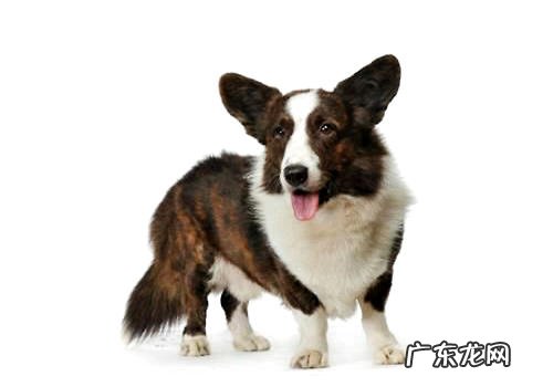 柯基的种类，也有第三种柯基哦