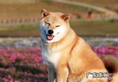 柴犬喂养的这种常见问题你都知道吗？