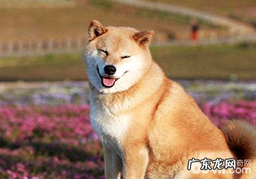 柴犬喂养的这种常见问题你都知道吗?