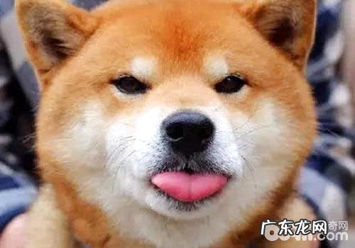 购买柴犬时要注意什么?