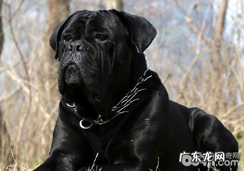 卡斯罗犬的性情是如何的?