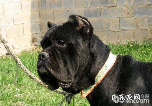 卡斯罗犬购买时要注意什么?