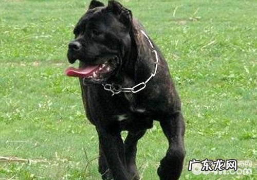 卡斯罗犬多少钱一只?