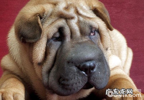 沙皮狗的身上的皱褶为何那么多?