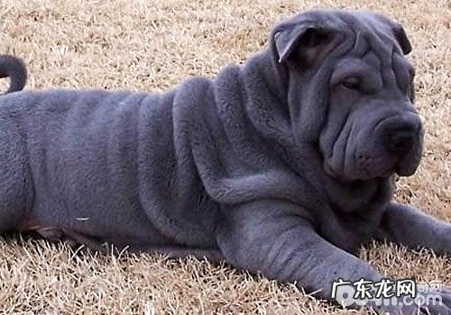 你了解沙皮狗的发源吗?