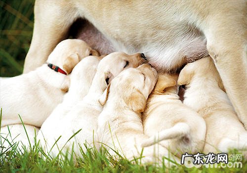 小狗怀孕的征兆和常见问题