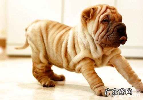 中国第一斗狗——沙皮犬