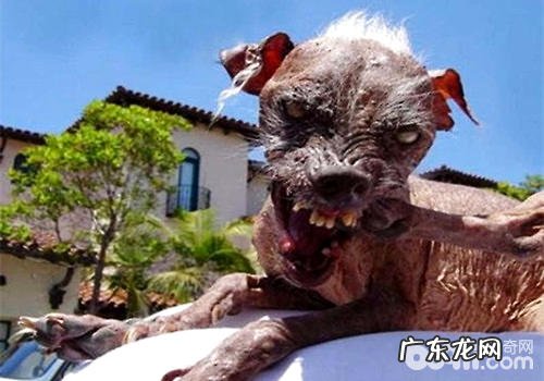 频繁摘到“最丑狗”荣誉——中国冠毛犬