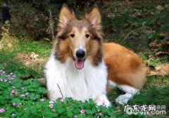 英国德牧犬肌肤过敏了怎么办？