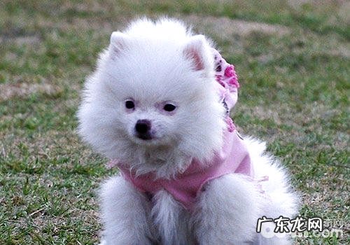 小狗并不是说养就养,下列的养宠物规定你都知道吗?