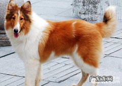 英国德牧犬购买时要注意什么？